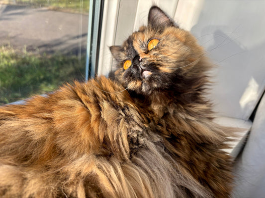 The most popular cat names in the UK