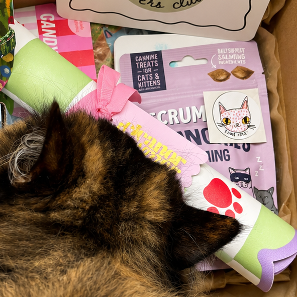 the cat parent box (for human + cat)